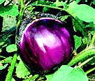 Violetta di Firenze Aubergine 20 seeds