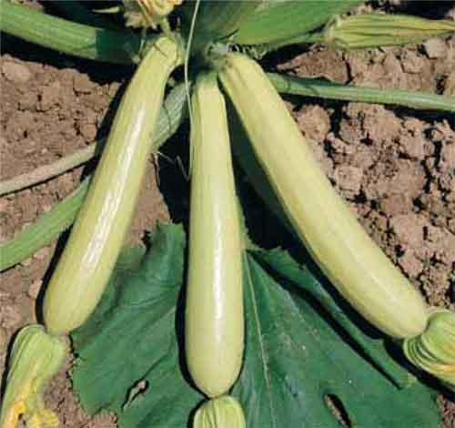 Lungo Bianco courgette  10 seeds