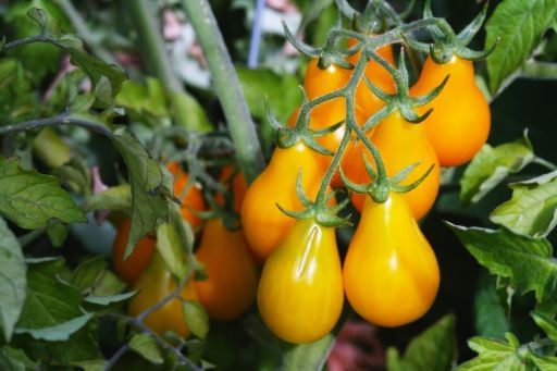 Yellow-Pear-Tomatoes.jpg