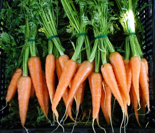Dutch heirloom carrot AMSTERDAM FORCING 1gm seeds