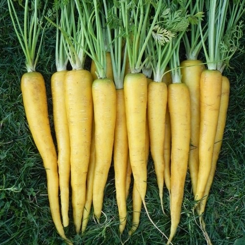 Heirloom carrot AMARILLO YELLOW 1gm seeds