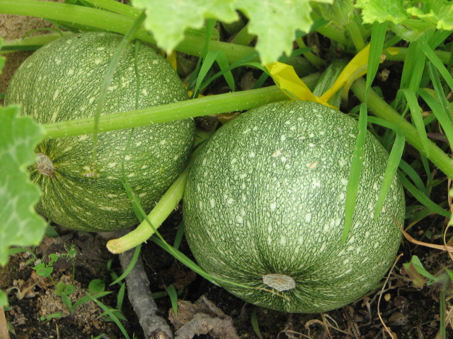 Tatume green round  courgette  10 seeds
