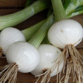 Crystal Wax pickling spring onion seeds