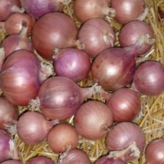Bronze d'Amposta onion seeds