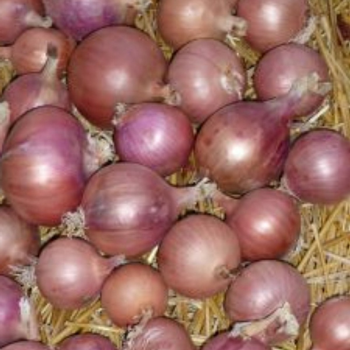Bronze d'Amposta onion seeds