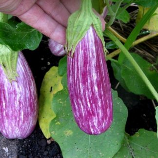 Antigua striped aubergine eggplant Heritage eheirloom seeds