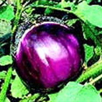 Violetta di Firenze aubergine eggplant seeds