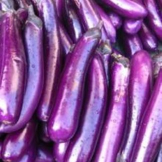 Long slim purple aubergine eggplant seeds