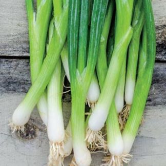 Evergreen scallion spring onion seeds