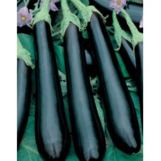 Barbentane French eggplant aubergine seeds