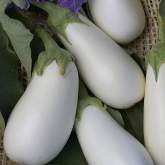 Bianca white aubergine eggplant seeds