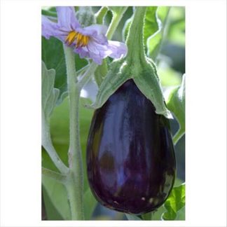 black beauty deep purple aubergine eggplant