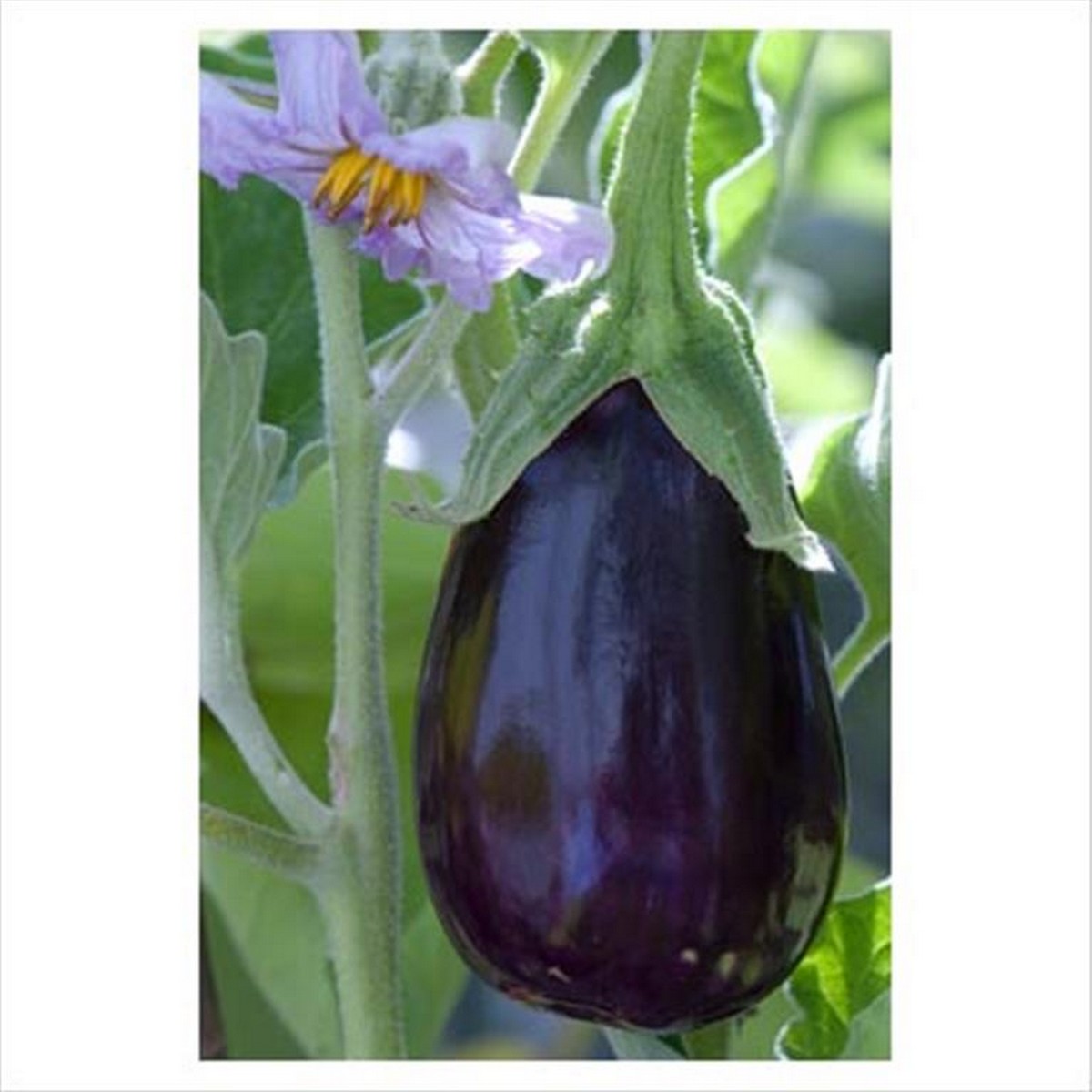 black beauty deep purple aubergine eggplant