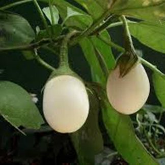 White egg aubergine