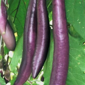 Fengyuan long Asian aubergine eggplant seeds