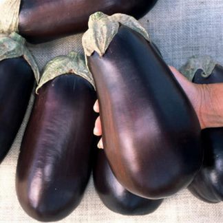 Florida high bush aubergine seeds