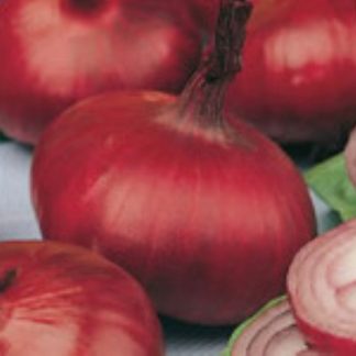 rouge pale de Niort red onion seeds