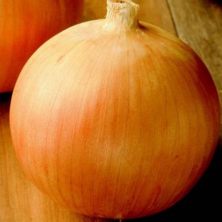 yellow spanish onion seed