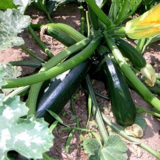 Black beauty courgette seeds