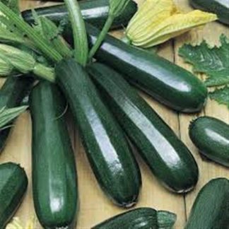 Nero di Milano courgette