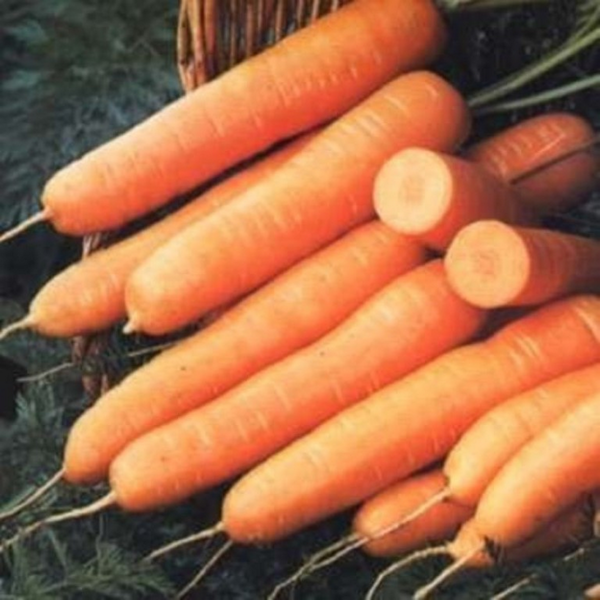 Nantaise carrot Nantes scarlet