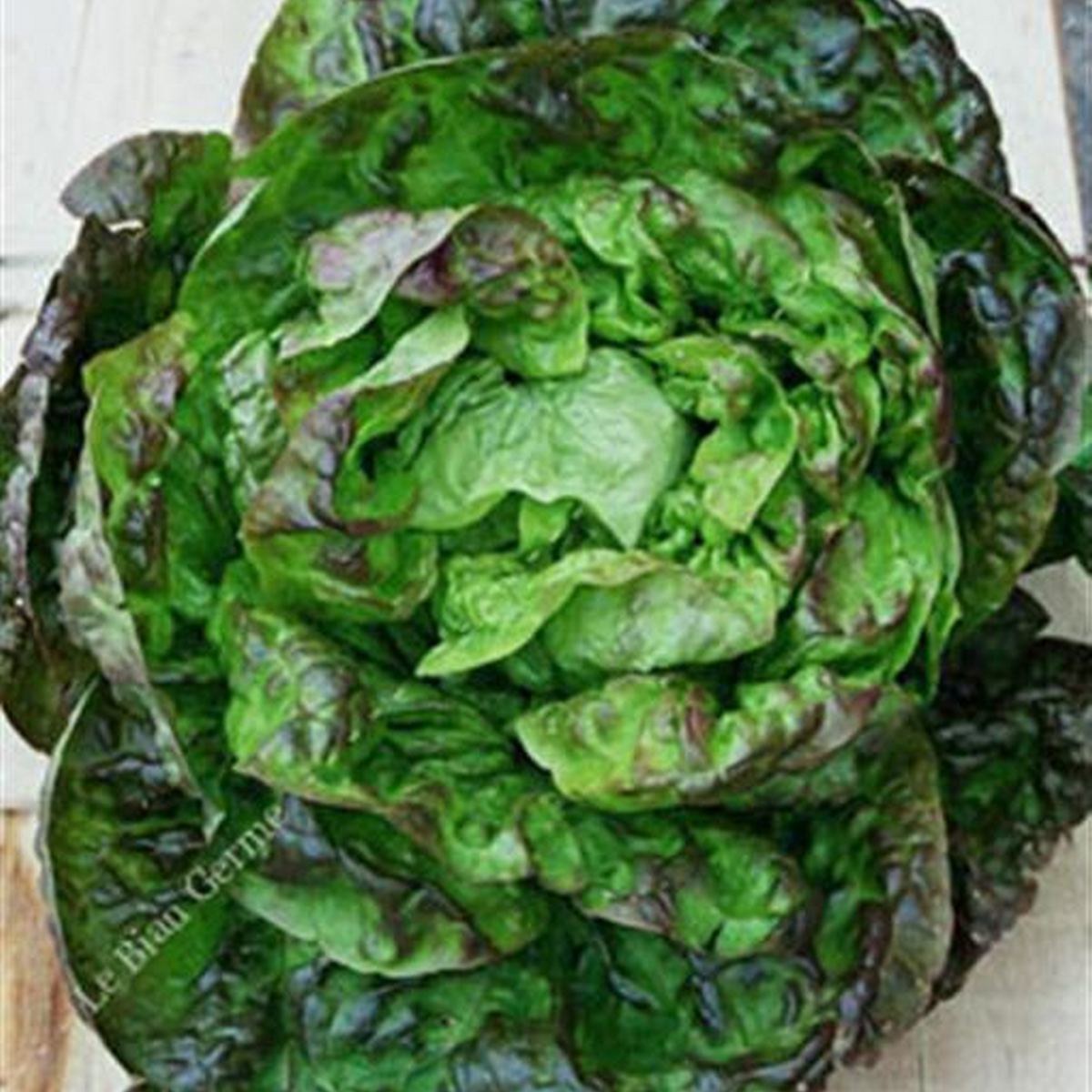 Brun d’Hiver lettuce growing in a winter vegetable garden, dark green leaves with deep bronze colouring forming a sturdy head.