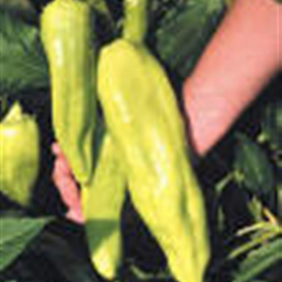 Giant aconcagua pepper