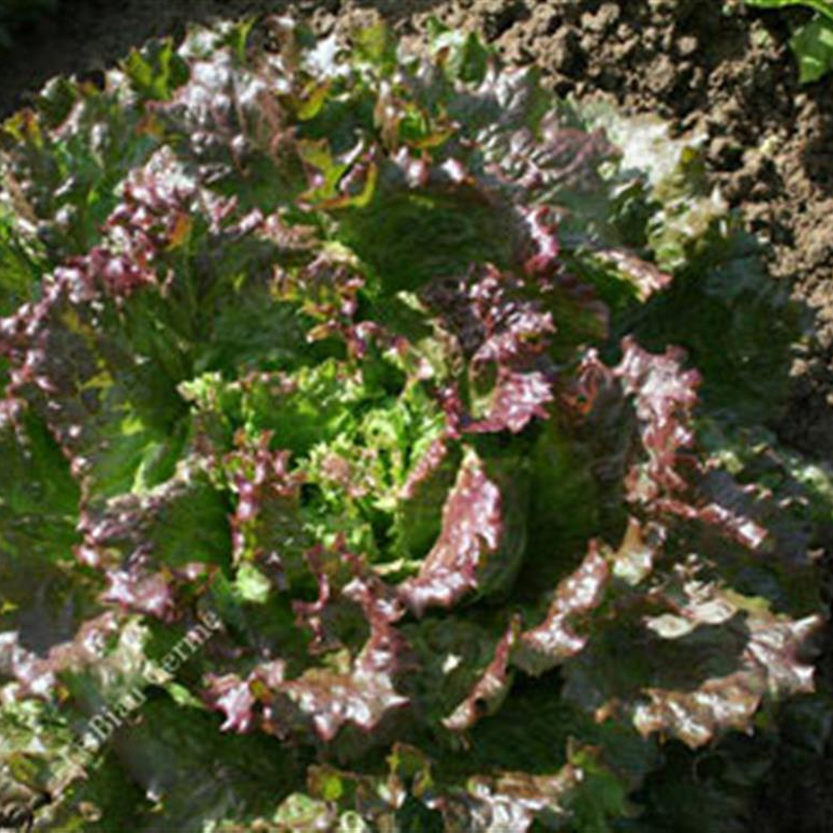 Gloire du Dauphiné lettuce with red-tinged green leaves growing in a traditional vegetable garden, forming a large decorative head.