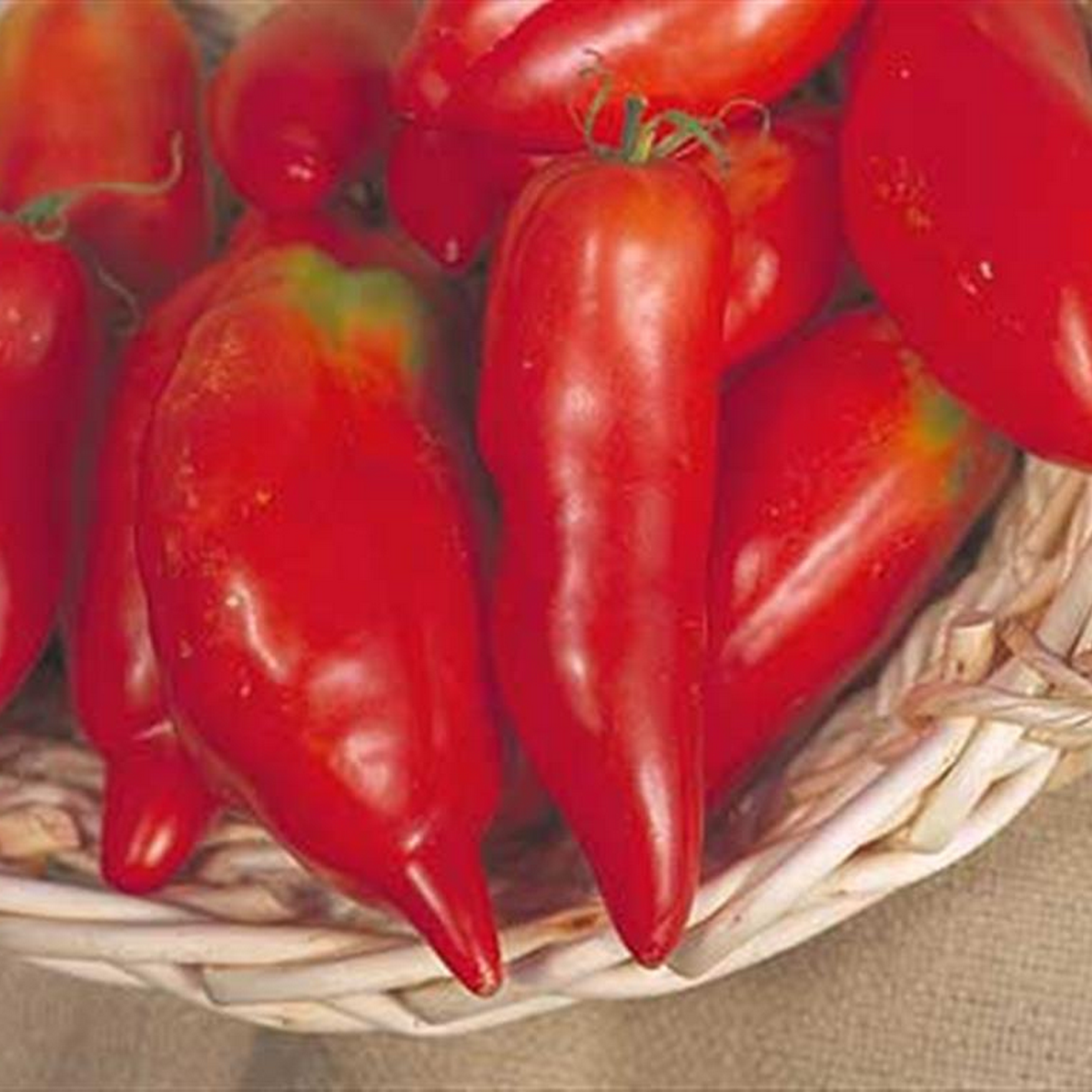 Jersey Devil tomatoes growing on the vine, long pointed red fruits hanging in dramatic clusters.