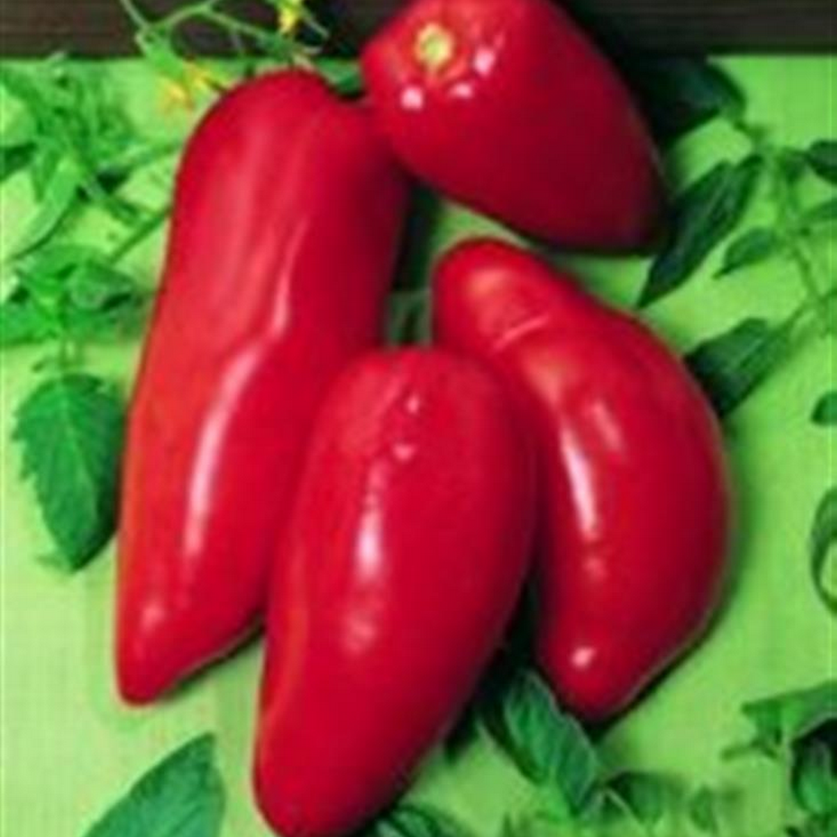 Opalka paste tomatoes growing on the vine, long tapered red fruits hanging in clusters.