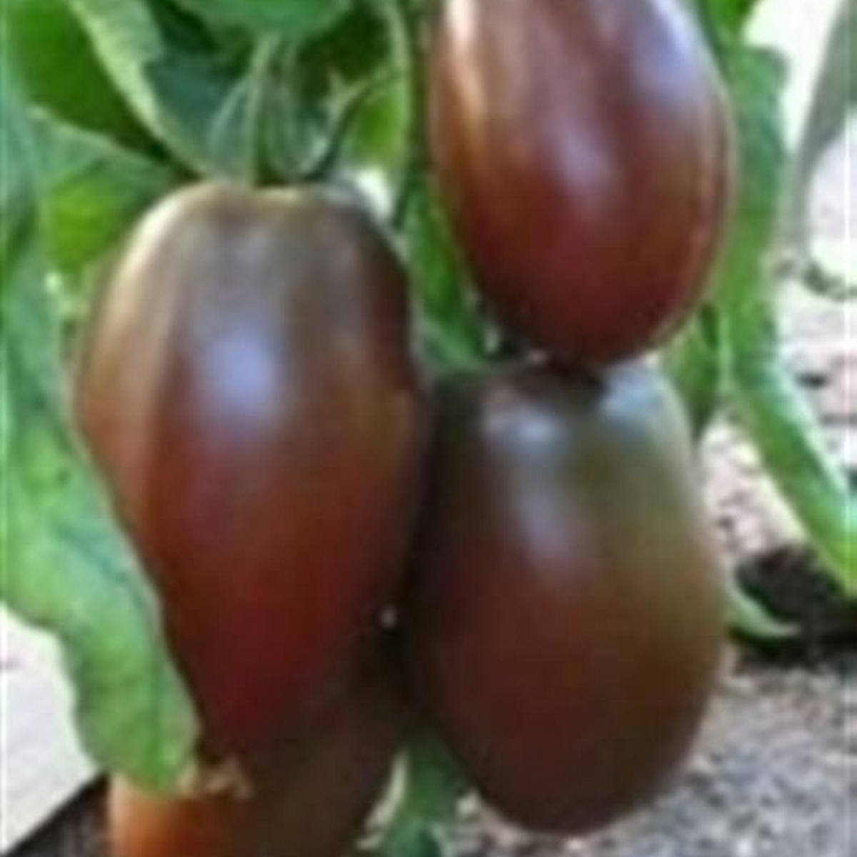 Prune Noire tomatoes growing on the vine, long dark black purple plum-shaped fruits hanging in clusters.