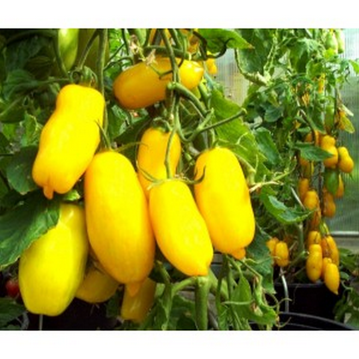 Banana Legs tomatoes growing on the plant, long bright yellow fruits hanging in clusters.