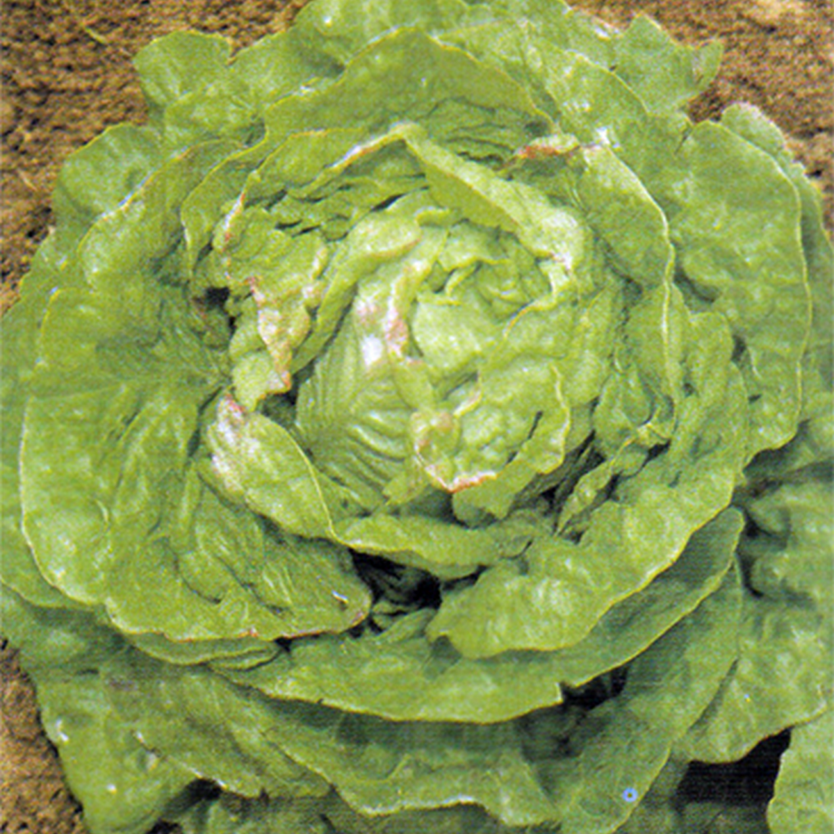 May Queen lettuce growing in a vegetable garden, bright green leaves with light bronze edging forming a neat head.
