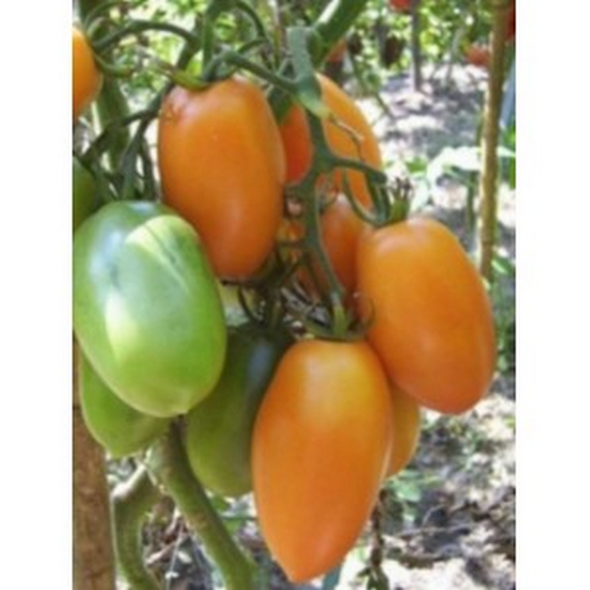 Orange Banana tomatoes growing on the vine, long orange fruits hanging in clusters in a greenhouse.