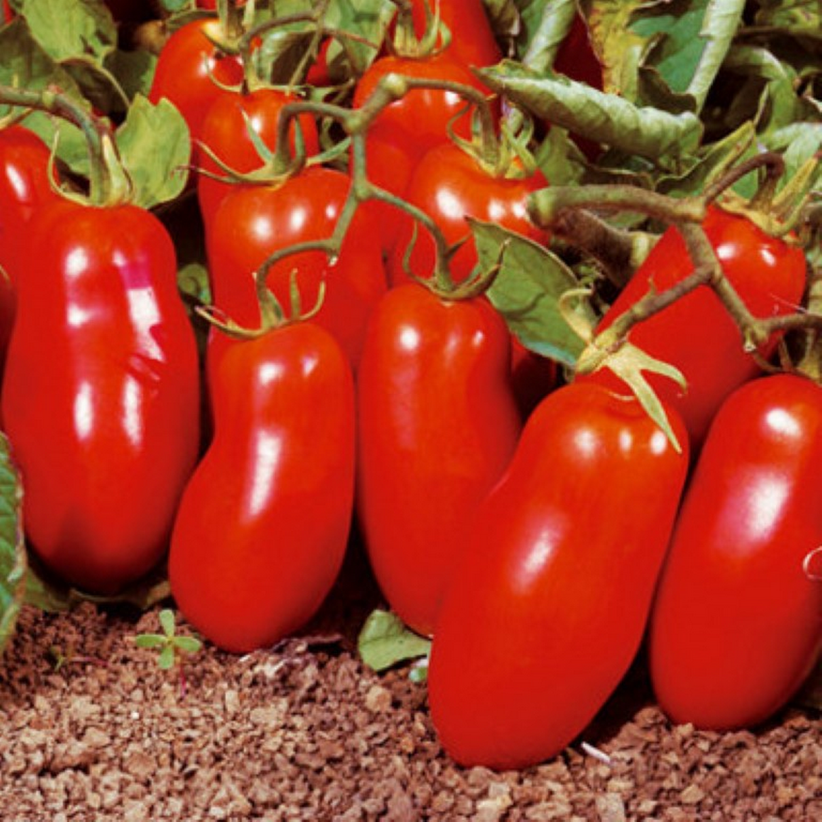 Paste Tomatoes