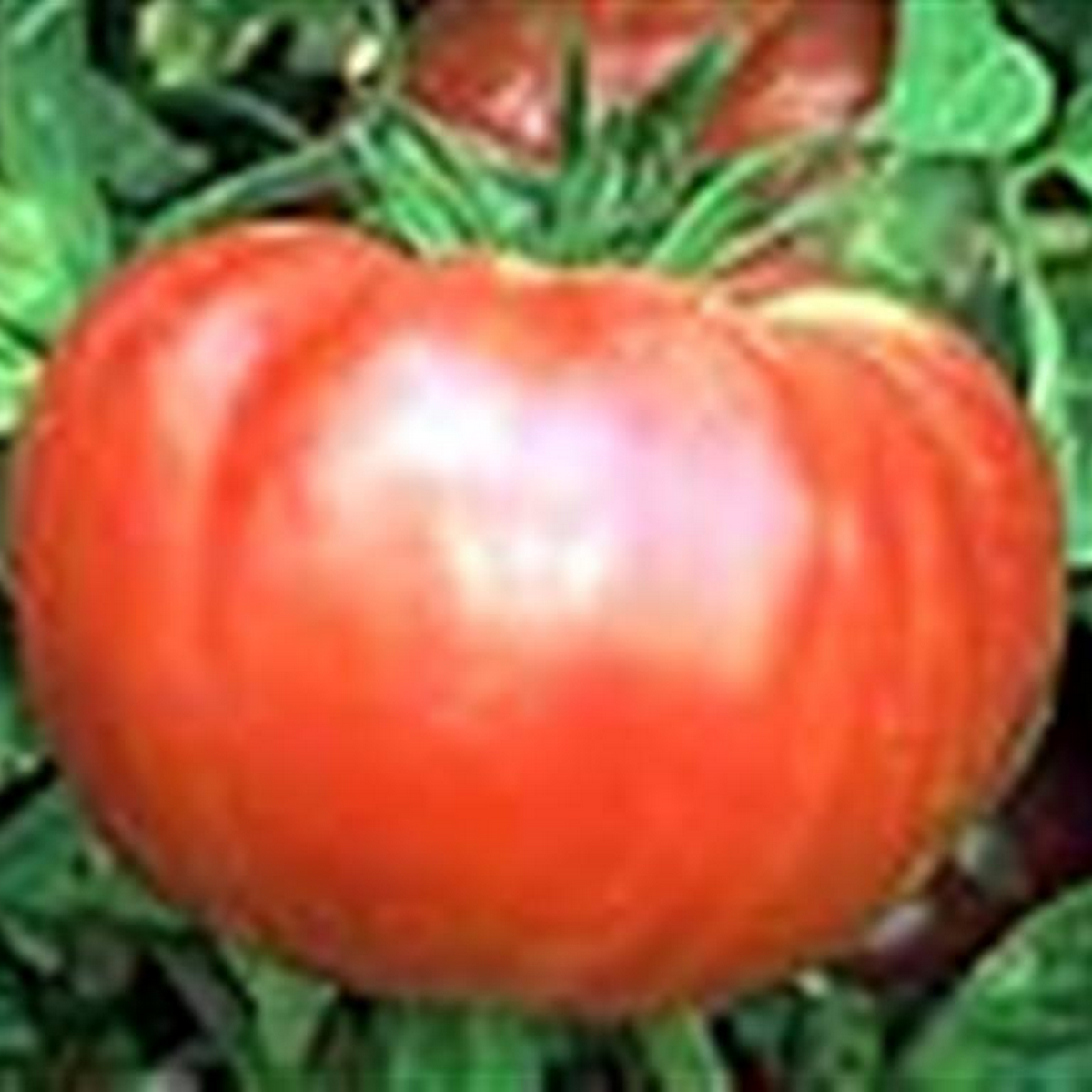 Red Brandywine tomatoes growing on the vine, large deep red beefsteak fruits hanging from a supported plant.