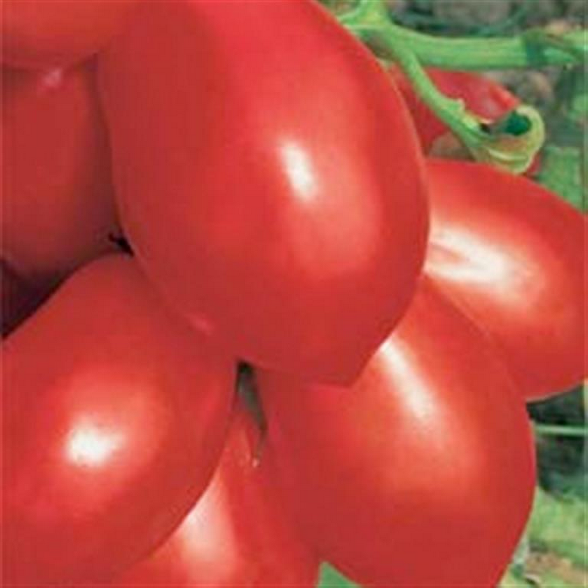 Rio Grande paste tomatoes growing on the plant, elongated red fruits ripening in a warm outdoor garden.