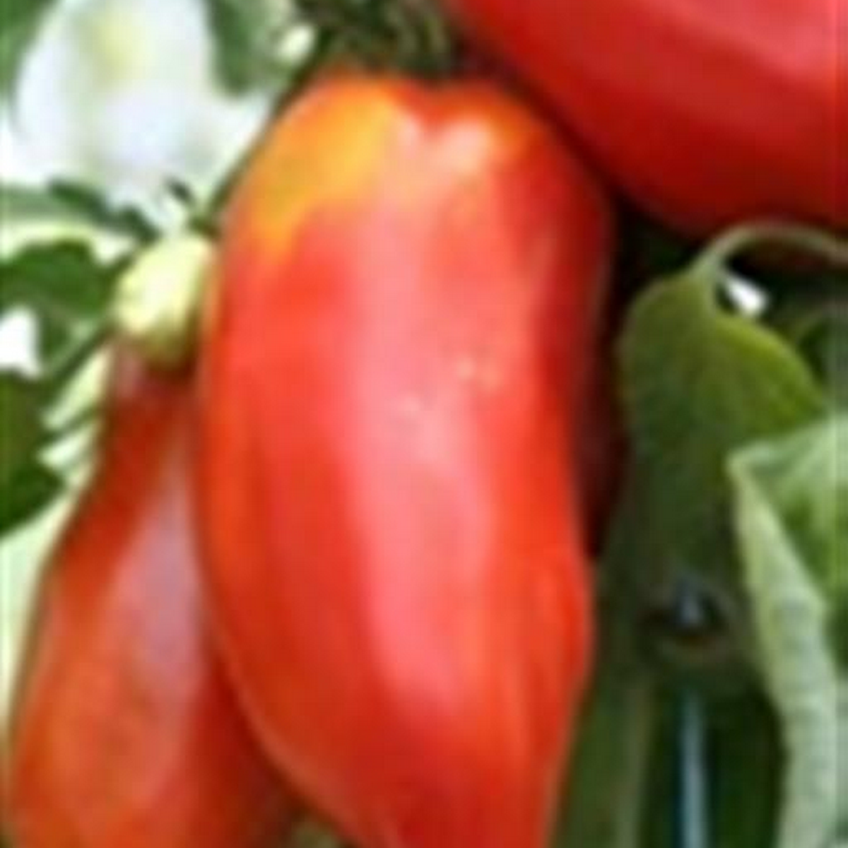 Andine Cornue tomatoes growing on the vine, long horn-shaped deep red fruits hanging from a supported plant