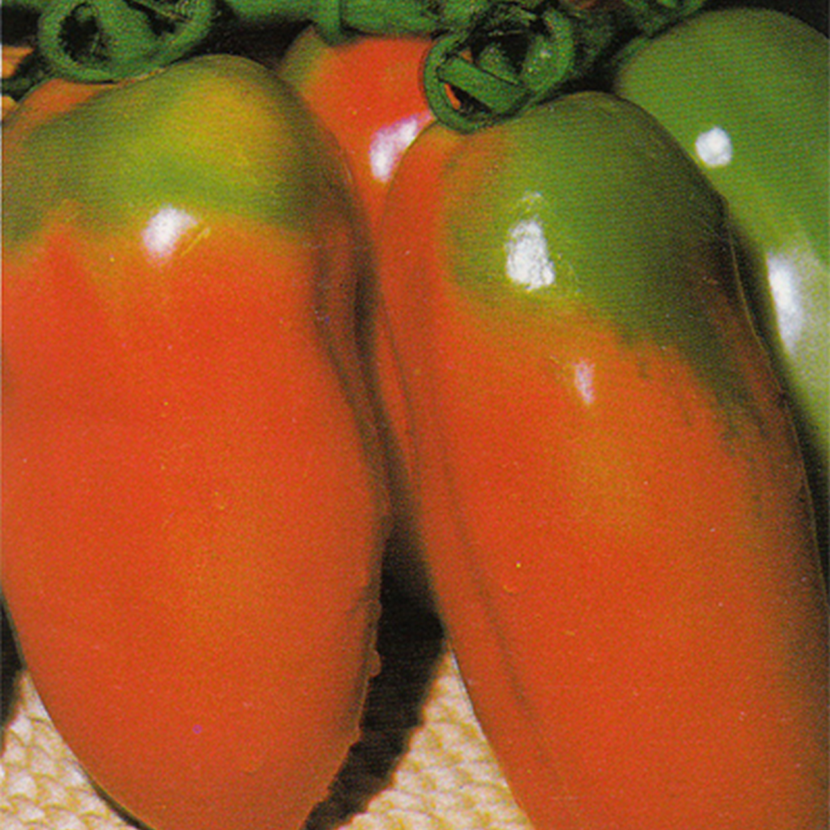 Scatolone paste tomatoes growing on the vine, long deep red fruits hanging in clusters in a greenhouse.