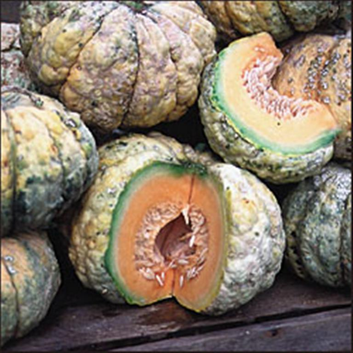 Prescott Fond blanc warty melon