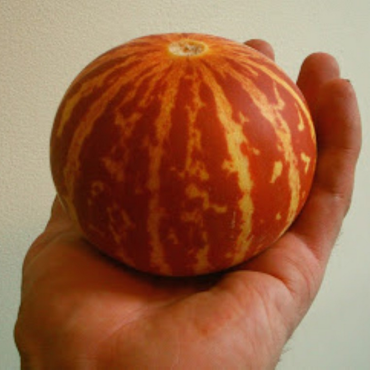 Tigger striped mini melon Tigre seds