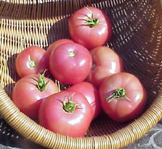 Eva Purple Ball salad tomato 20 seeds