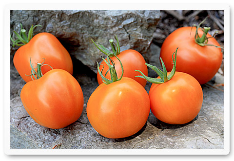 Auriga French orange salad tomato 20 seeds