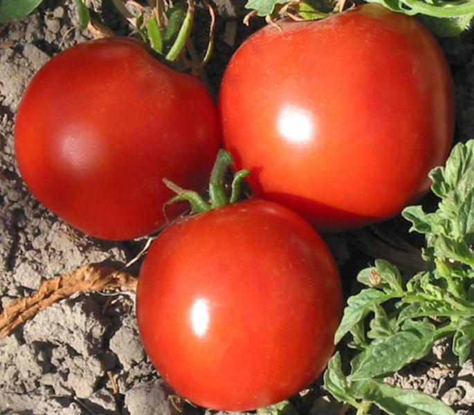 Manitoba Canadian Red Beefsteak tomato 20 seeds