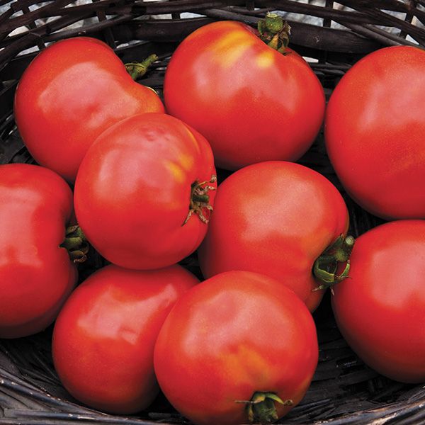 Moskvich Russian Red Beefsteak tomato 20 seeds