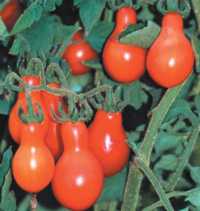 Red Pear 20 seeds
