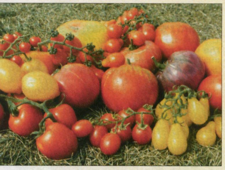 jandlseedsh heirloom tomatoes