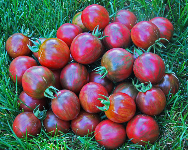 Violet Jasper striped salad tomato 20 seeds