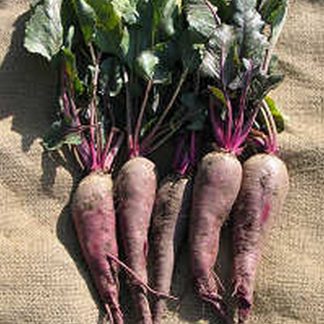 Cheltenham green top beets