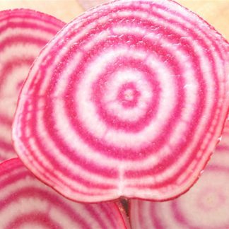 Chioggia beetroot